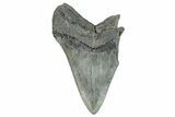 Partial Fossil Megalodon Tooth - South Carolina #277403-1
